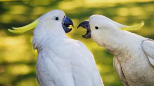 Do you have a noisy suburb in Sydney?